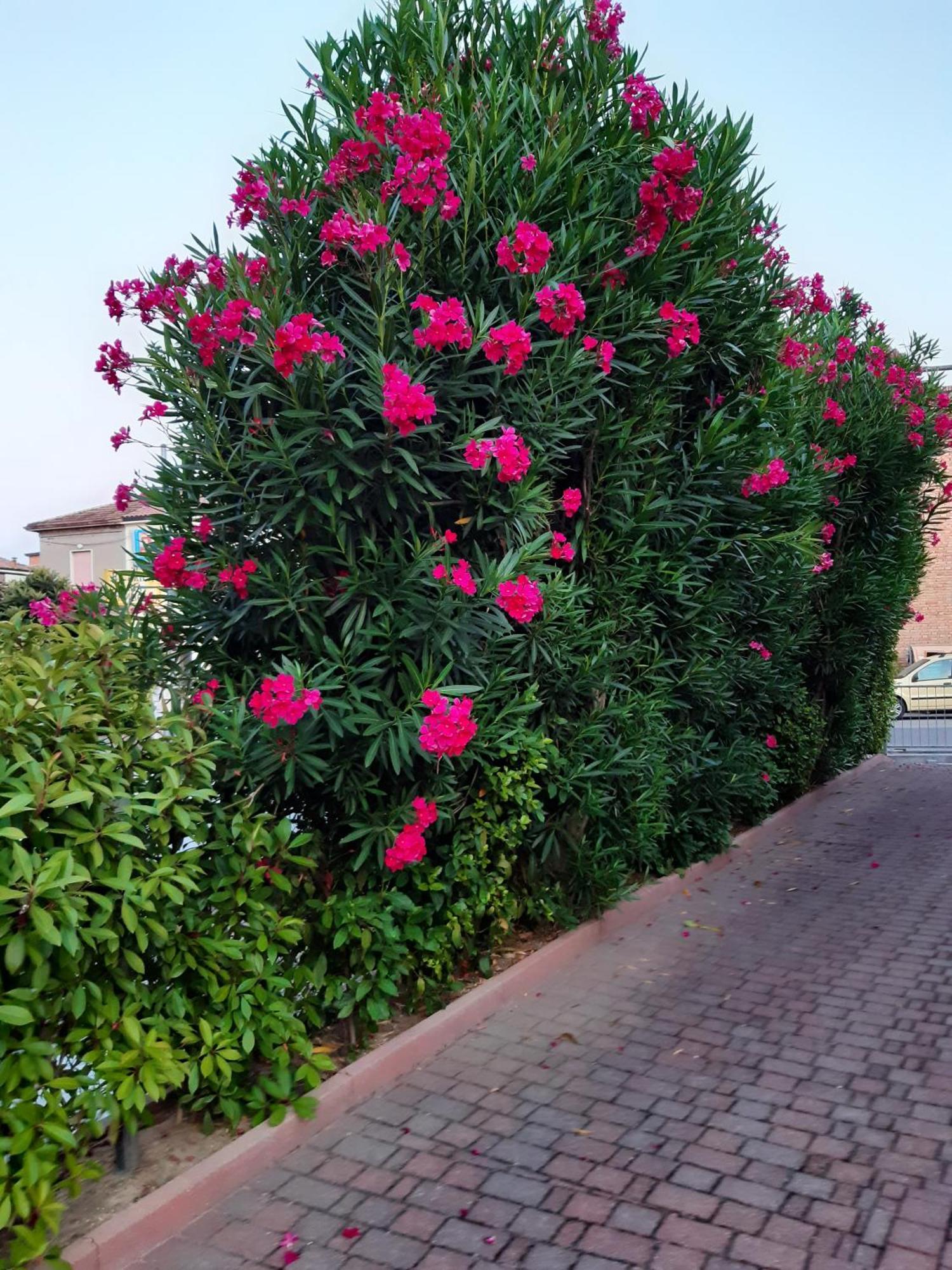 Gambettola La Casina Bed & Breakfast エクステリア 写真